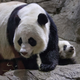 Illustration for article titled Baby Pandas Born at the National Zoo
